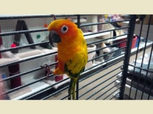 animalerie var